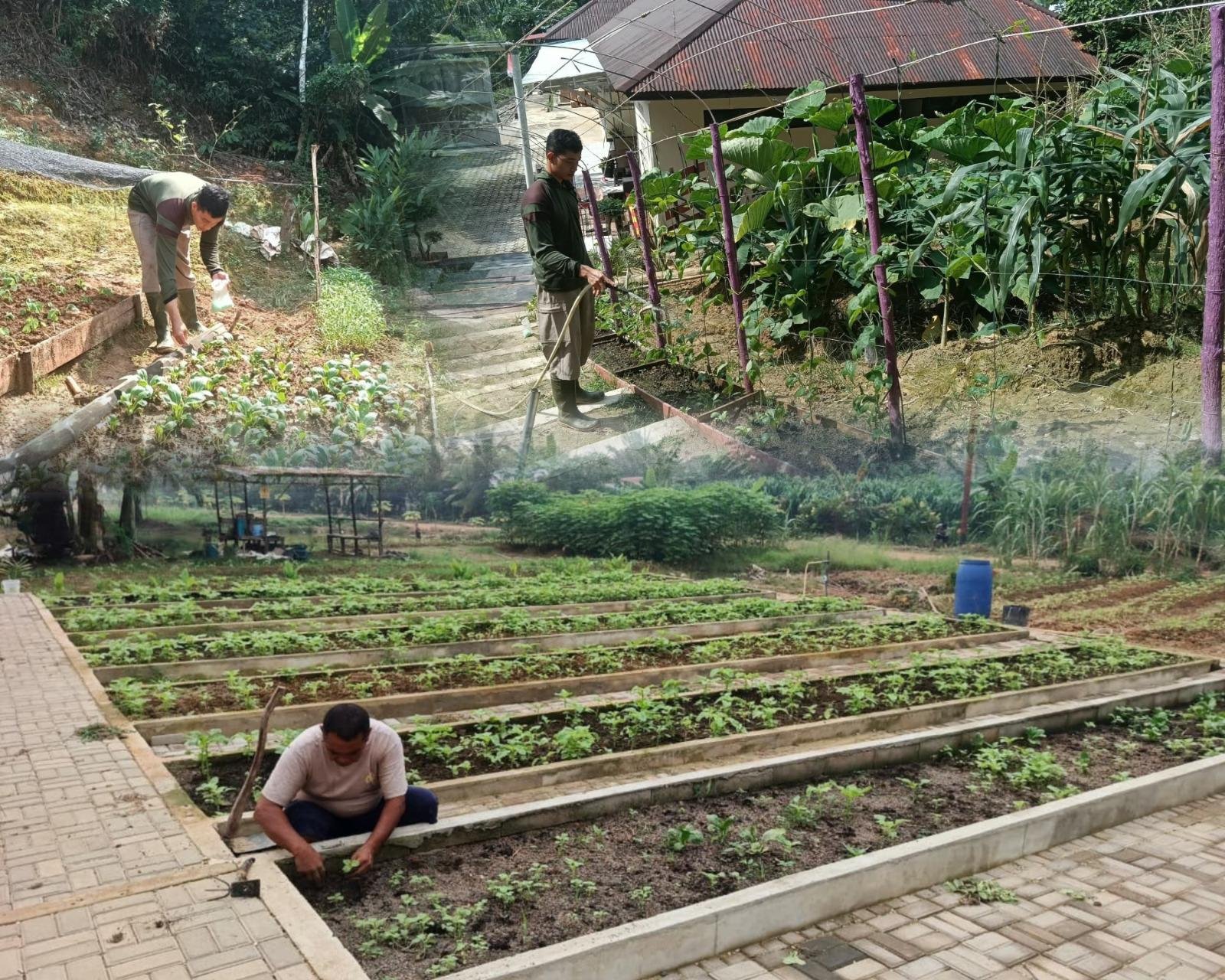 Dukung Ketahanan Pangan, Satbrimob Polda Kalbar Sulap Lahan Mako Jadi Sumber Pangan